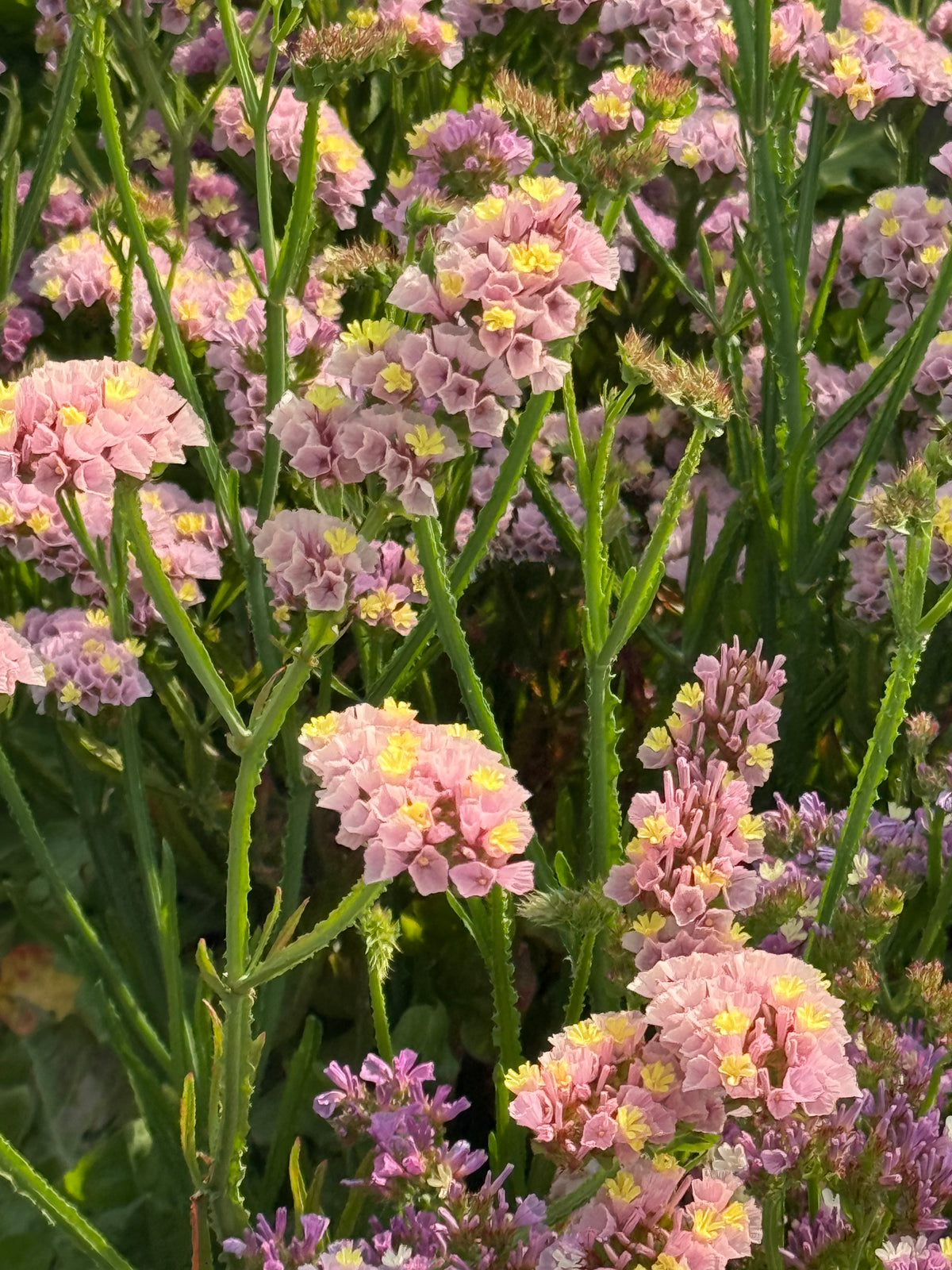 Statice Forever Happy | Limonium sinuatum