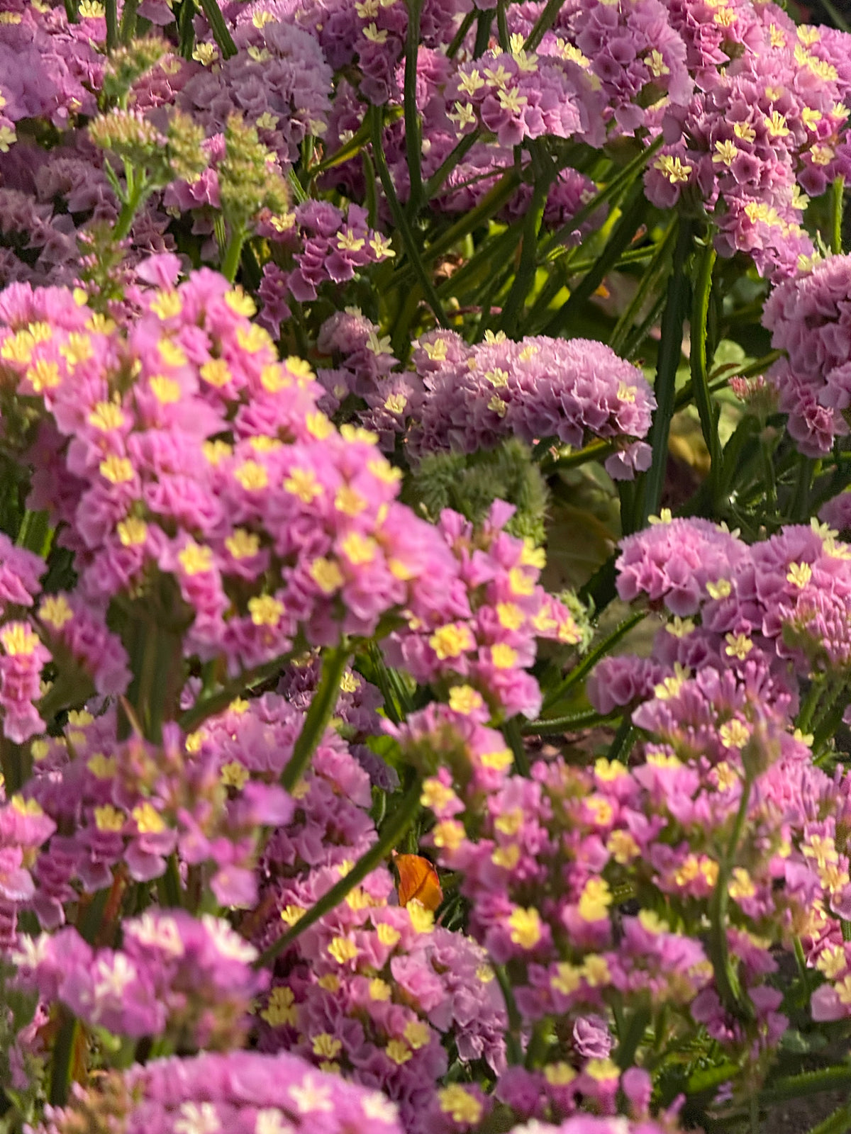 Statice Forever Happy | Limonium sinuatum