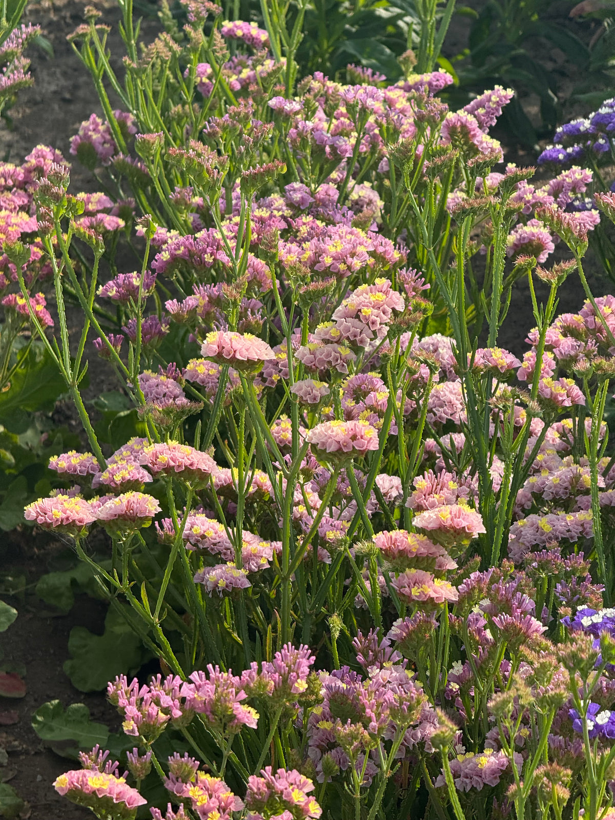 Statice Forever Happy | Limonium sinuatum