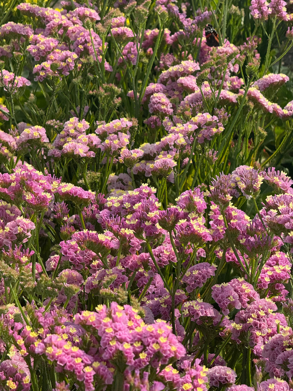 Statice Forever Happy | Limonium sinuatum