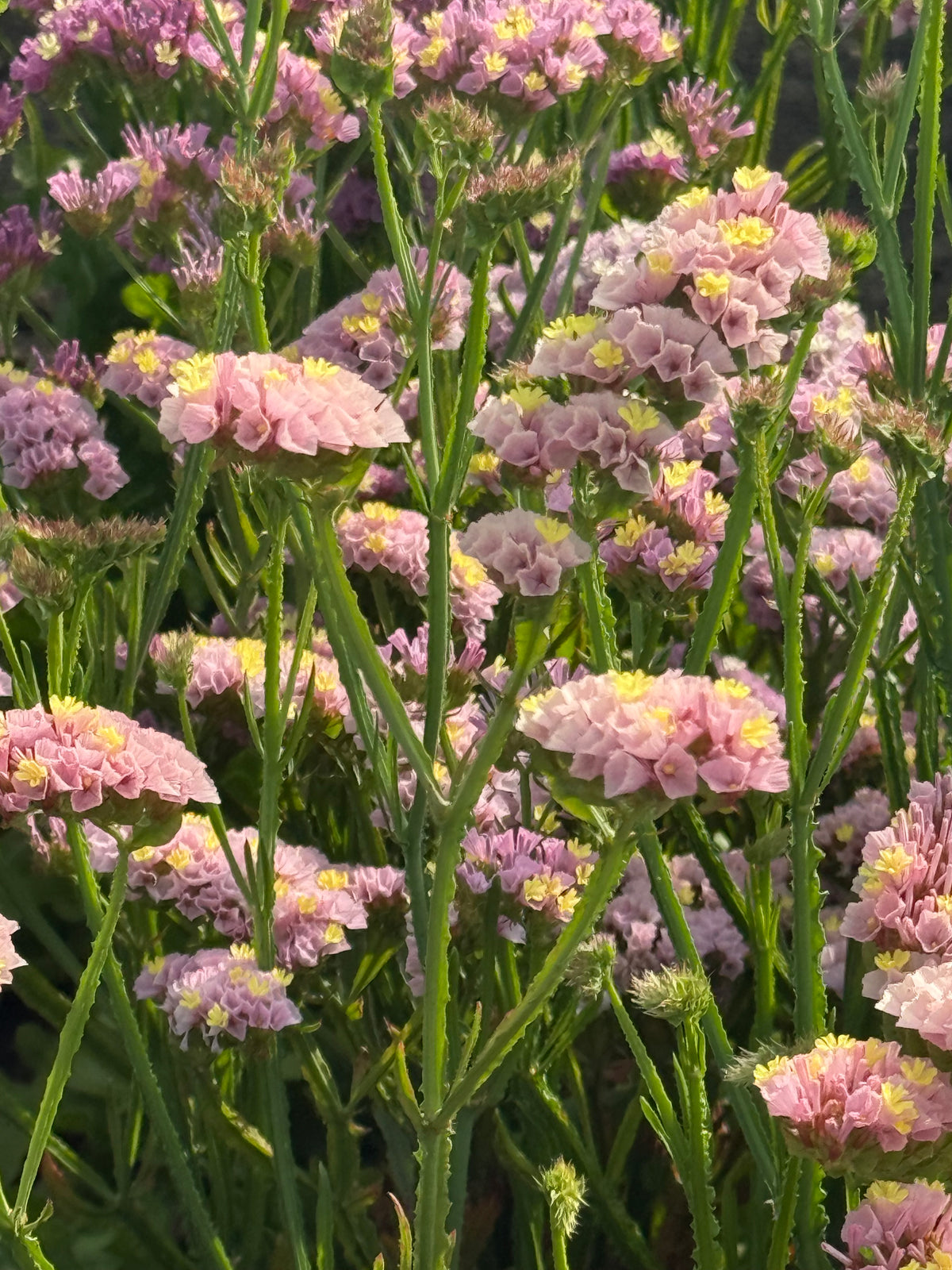 Statice Forever Happy | Limonium sinuatum