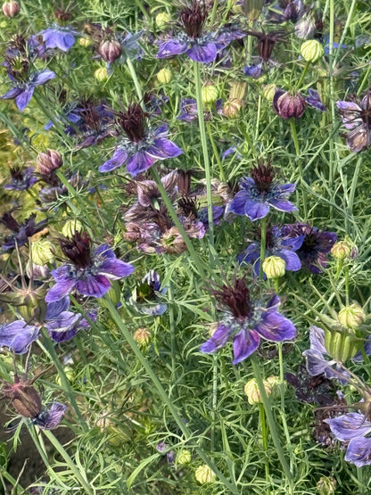 Nigella papillosa Midnight | Spanish Love in a Mist