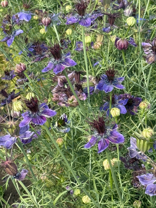 Nigella papillosa Midnight | Spanish Love in a Mist