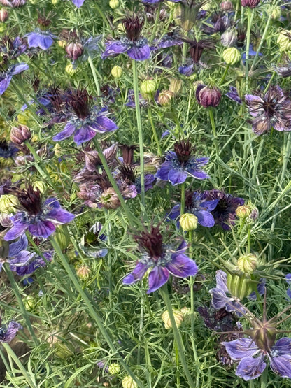 Nigella papillosa Midnight | Spanish Love in a Mist