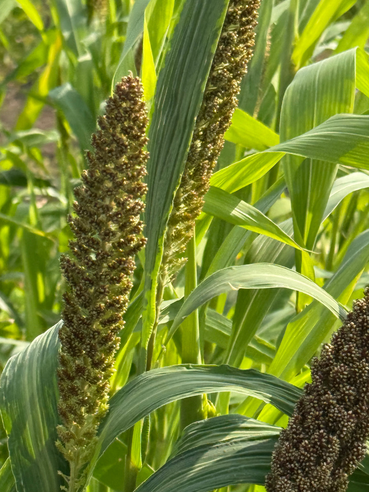 Setaria italica Hylander | Italian Millet