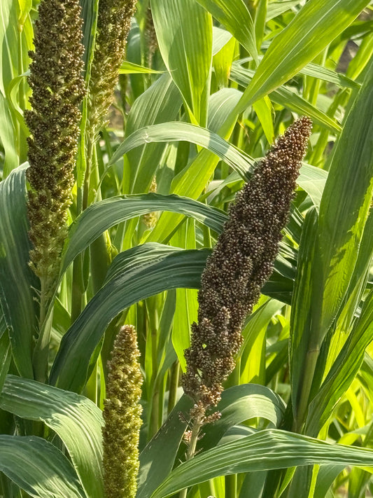 Setaria italica Hylander | Italian Millet
