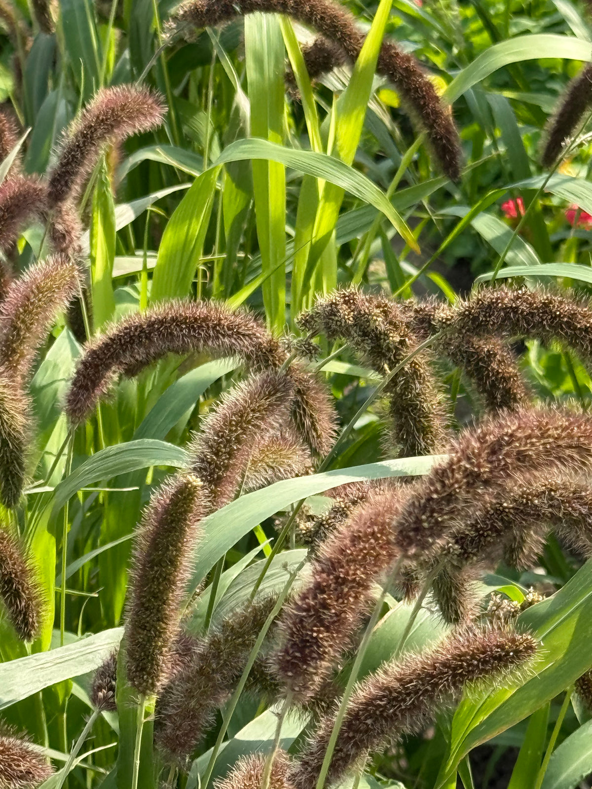 Setaria italica Lowlander | Italian Millet