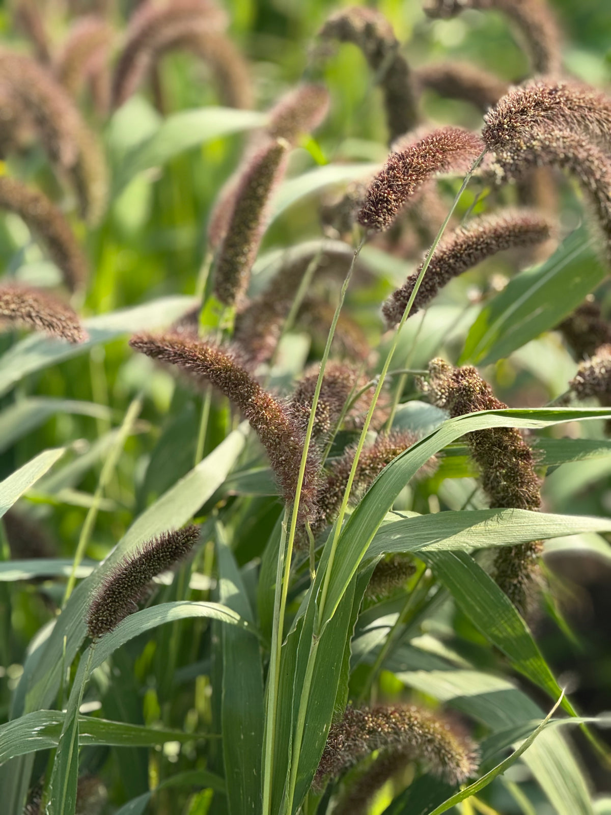 Setaria italica Lowlander | Italian Millet