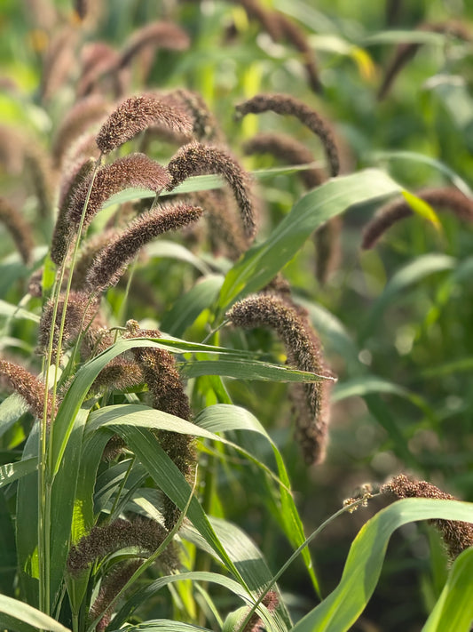 Setaria italica Lowlander | Italian Millet