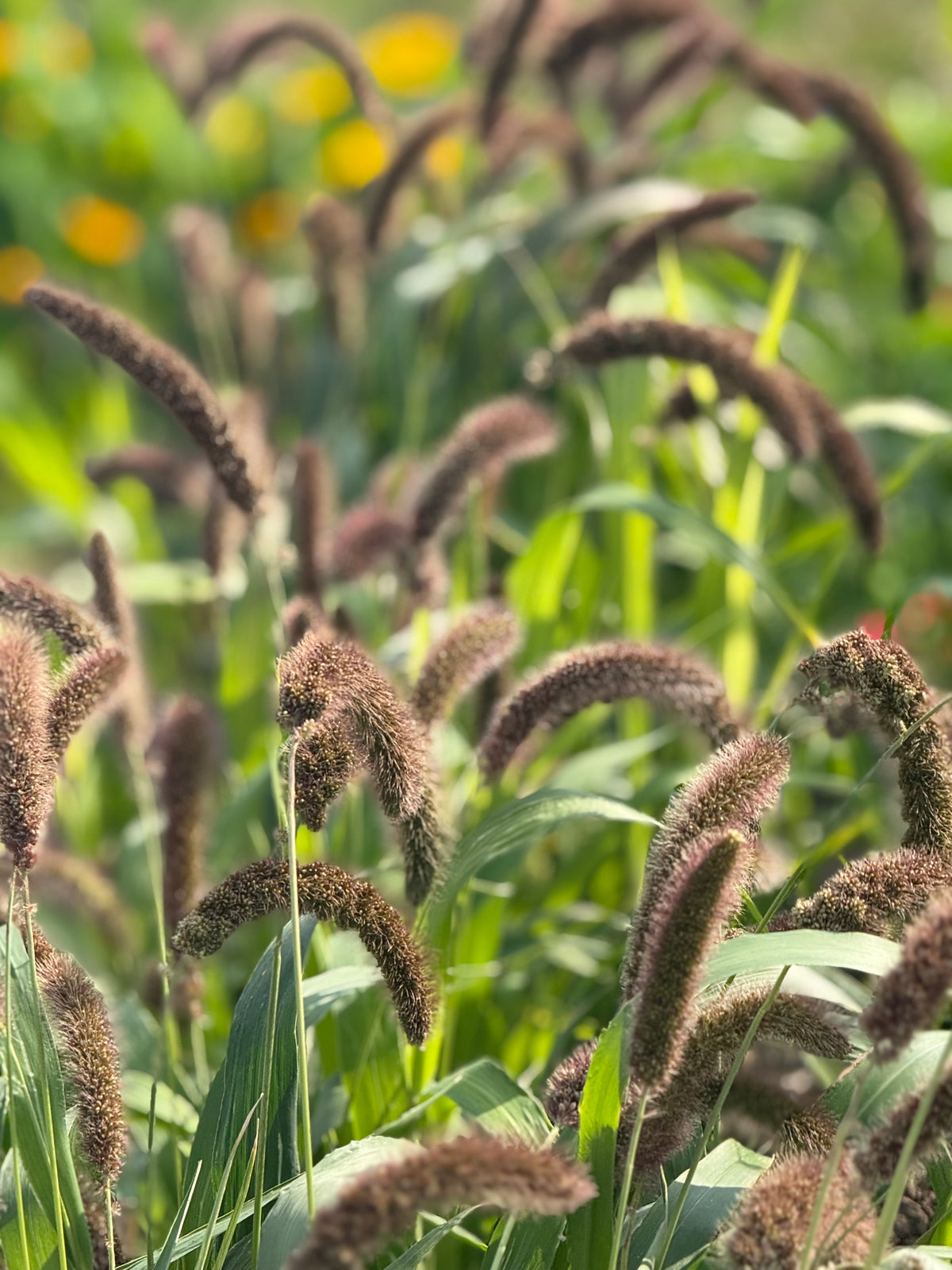 Setaria italica Lowlander | Italian Millet