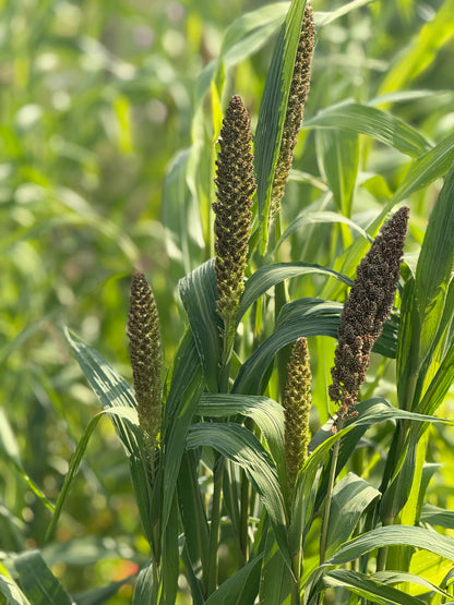 Mijo italiano Hylander | Setaria italica