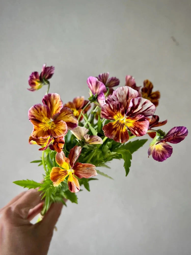 Viola cornuta Brush Strokes | Horned Pansy | Historic Striped Violas therapyofflowers.com