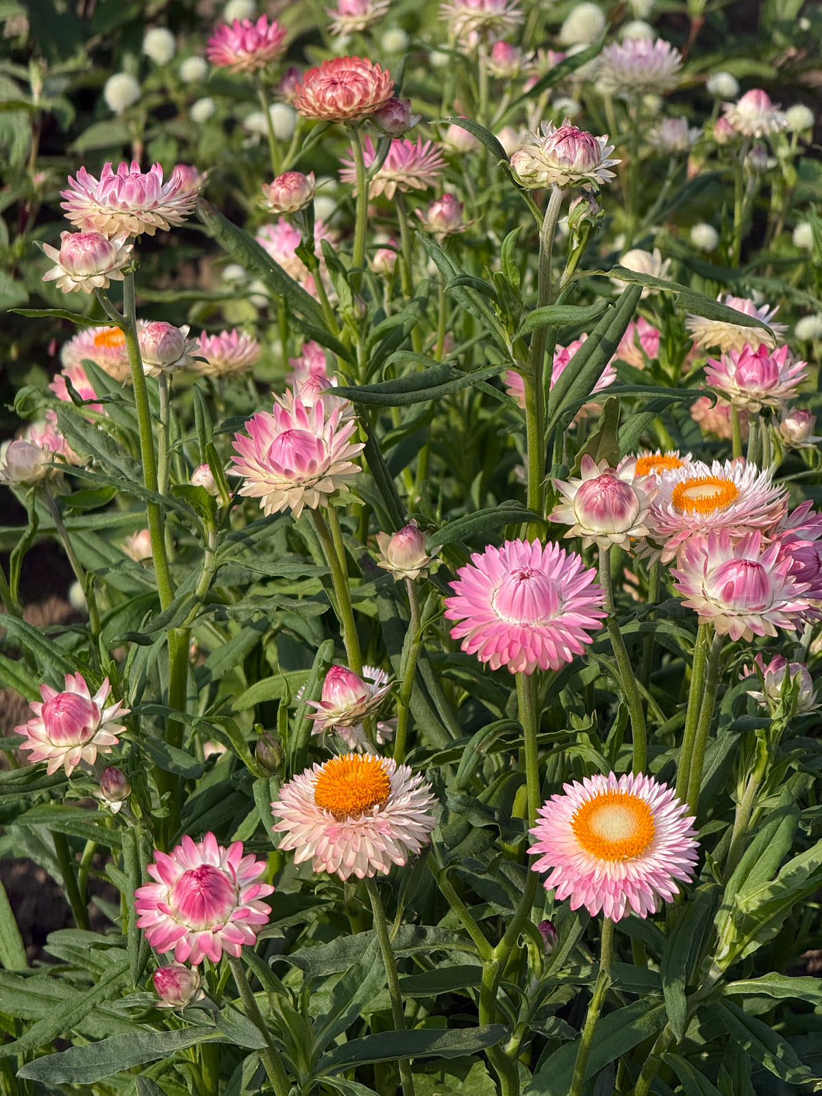 Helichrysum bracteatum Silvery Rose | Strawflower therapyofflowers.com