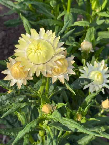 Elicriso lucido Frosted Sulphur | Helichrysum bracteatum 