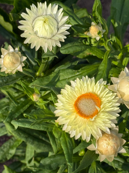 Elicriso lucido Frosted Sulphur | Helichrysum bracteatum 