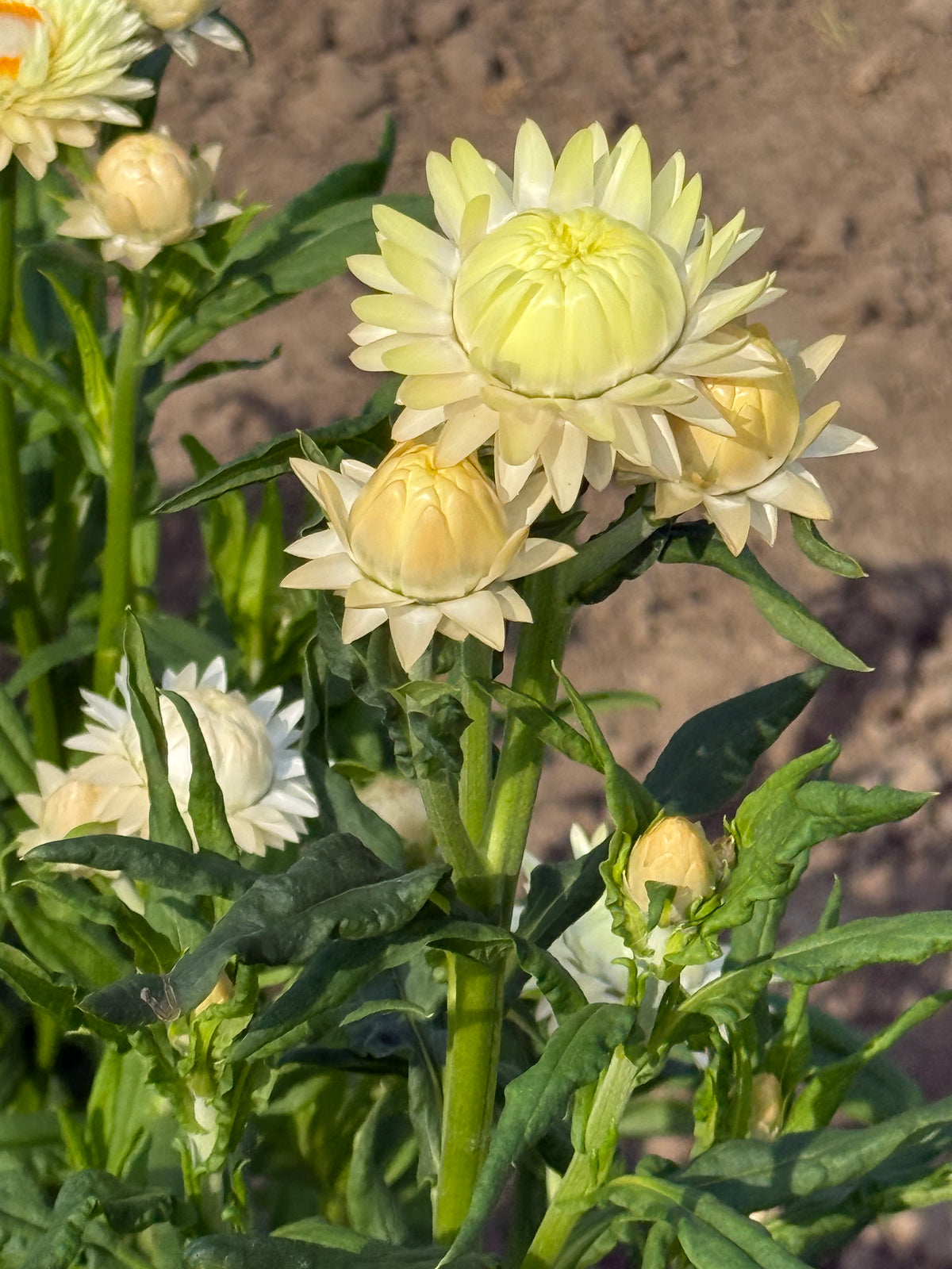 Elicriso lucido Frosted Sulphur | Helichrysum bracteatum 