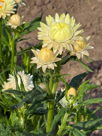 Elicriso lucido Frosted Sulphur | Helichrysum bracteatum 