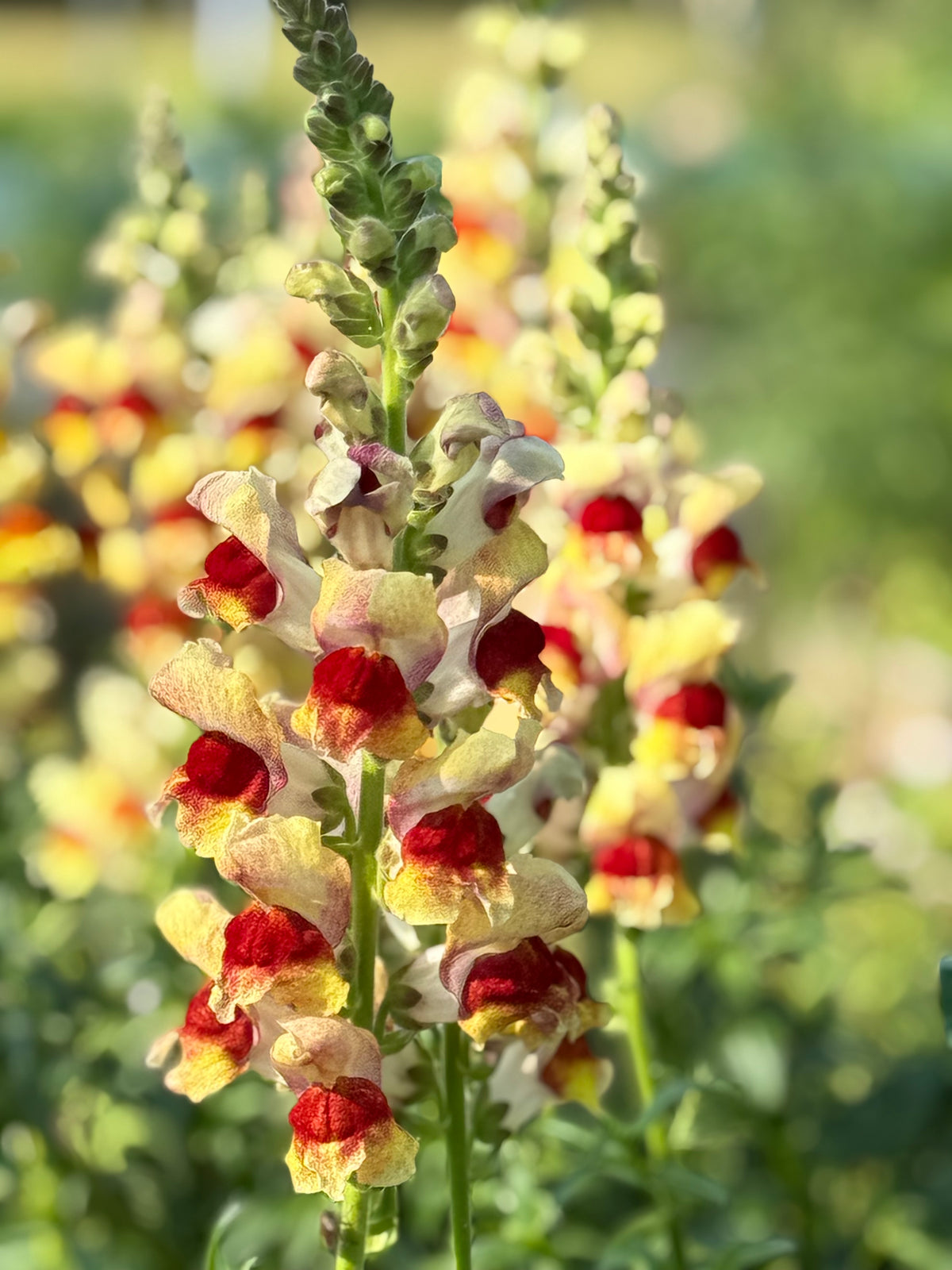 Snapdragon Avignon Bicolor Yellow F1 | Group 2 | Antirrhinum majus