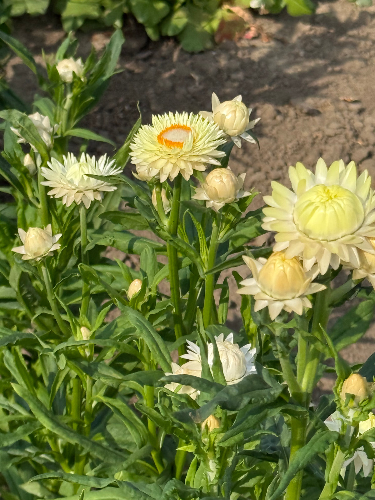 Elicriso lucido Frosted Sulphur | Helichrysum bracteatum 