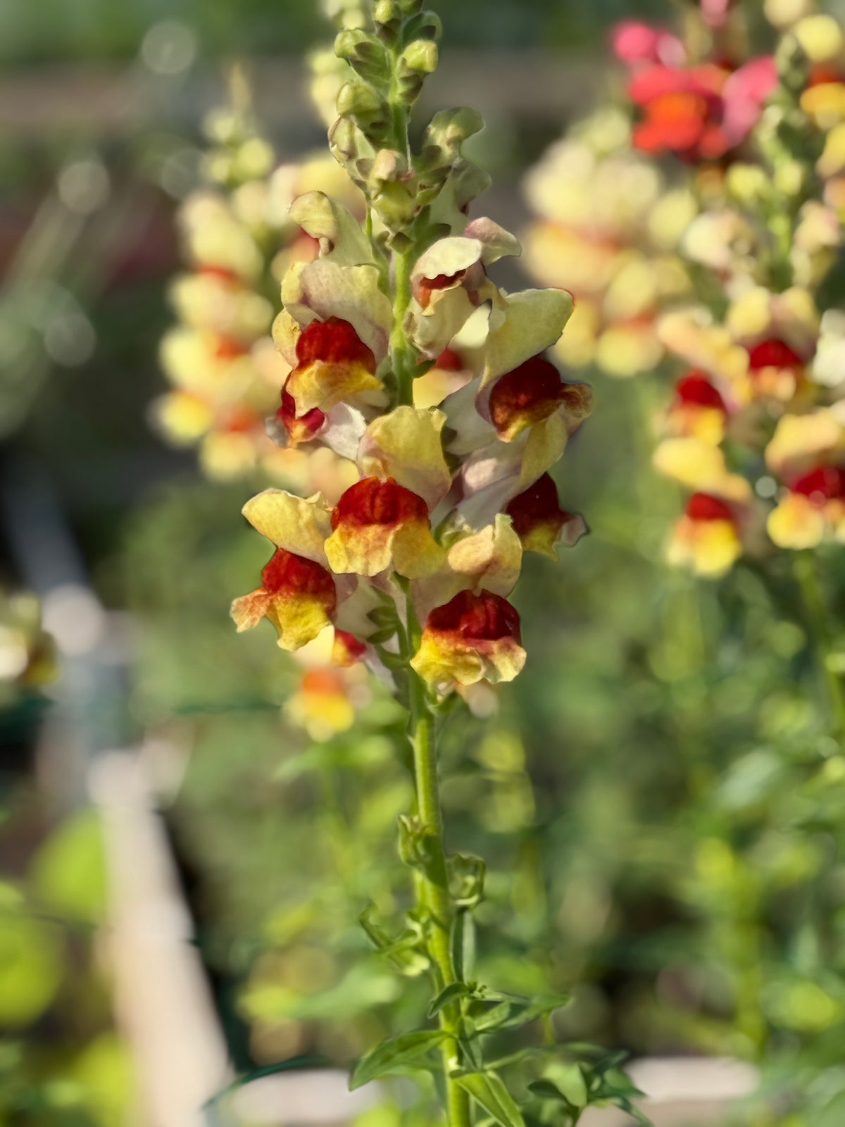 Snapdragon Avignon Bicolor Yellow F1 | Group 2 | Antirrhinum majus