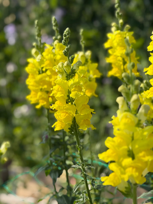 Snapdragon Legend™ Yellow F1 | Group 1 | Antirrhinum majus