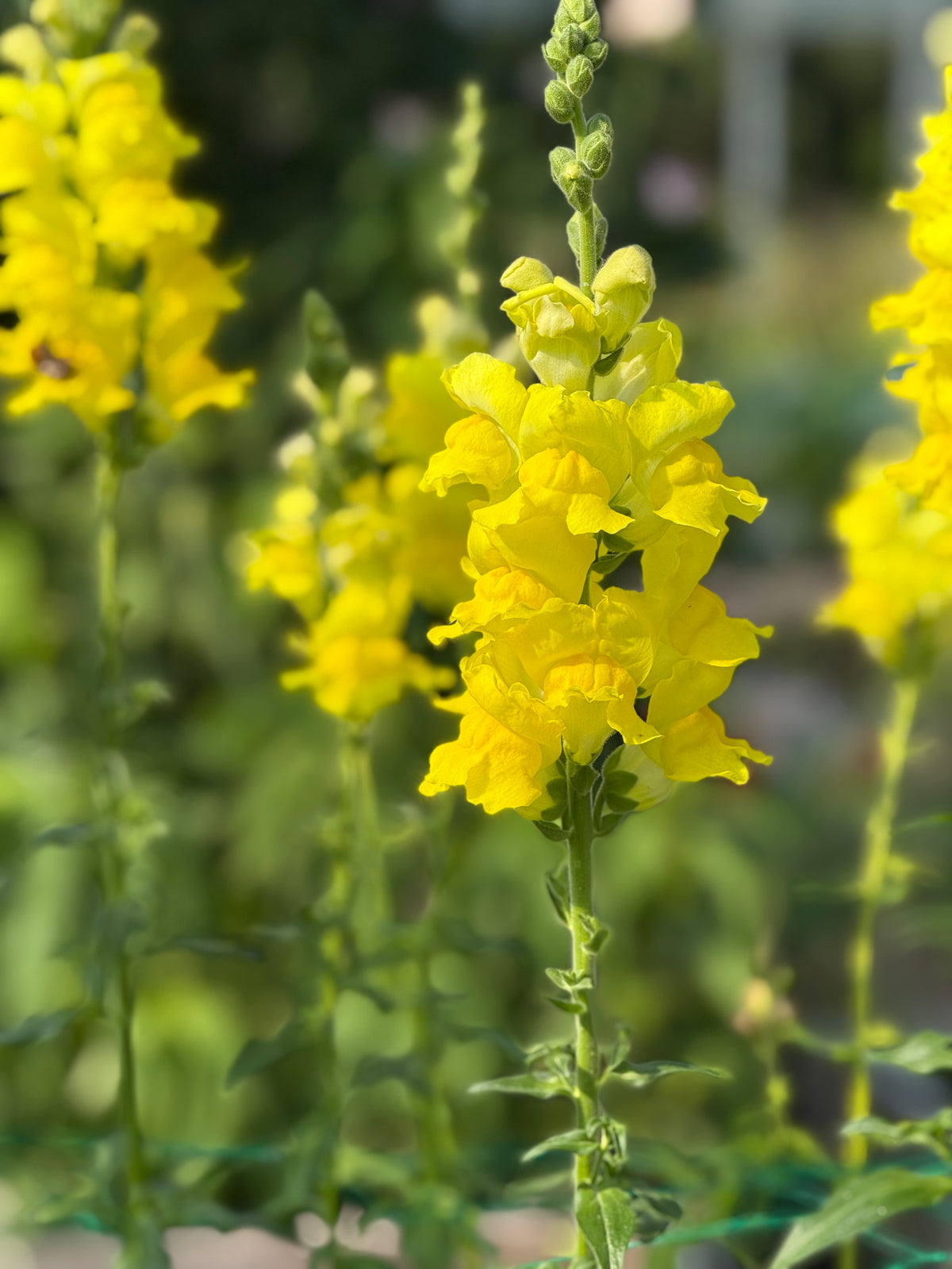 Antirrhinum majus Legend™ Yellow F1 | Group 1 | Snapdragon