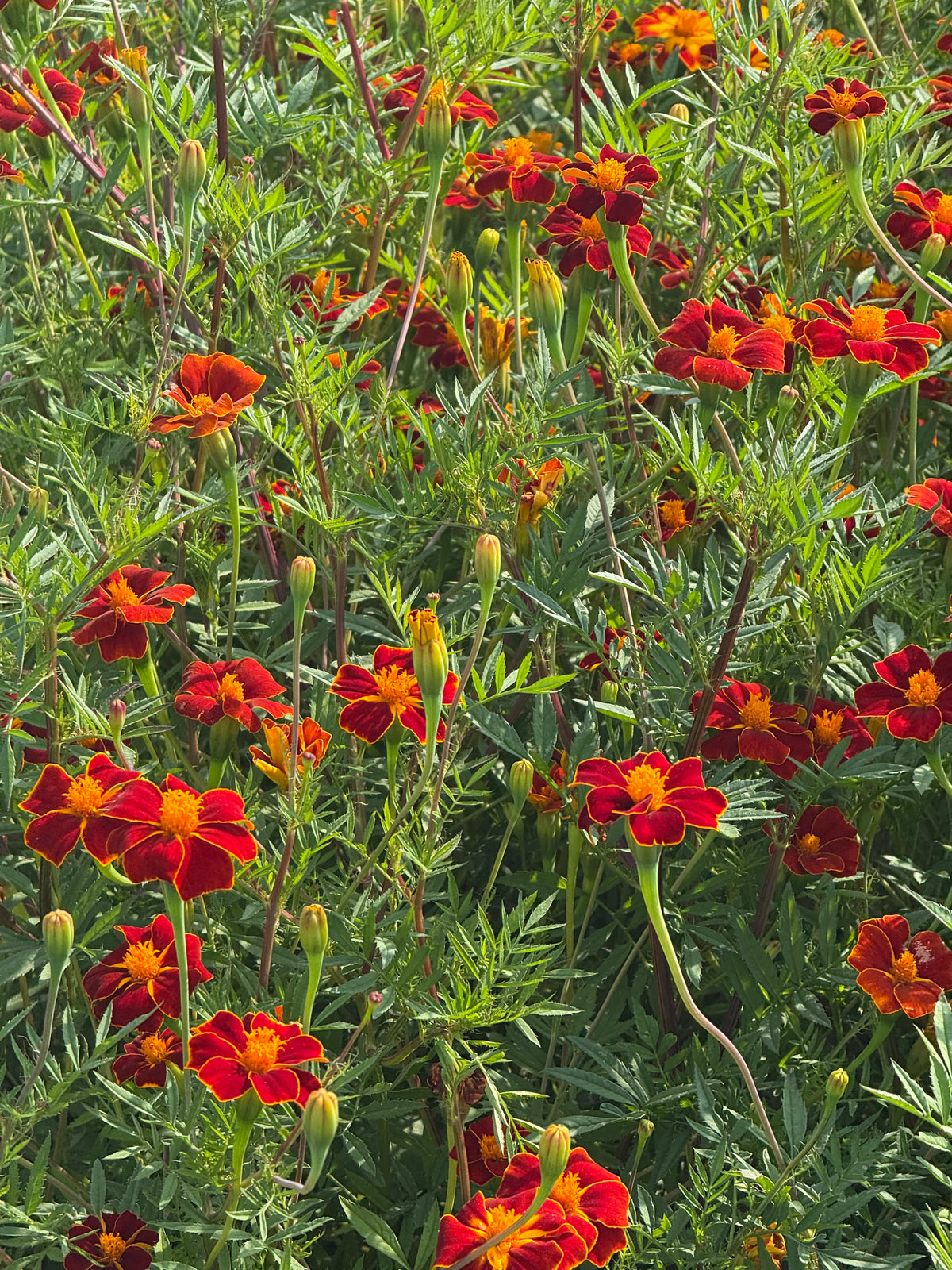 Tagetes patula Linnaeus Burning Embers | French Marigold | Height - 70 cm