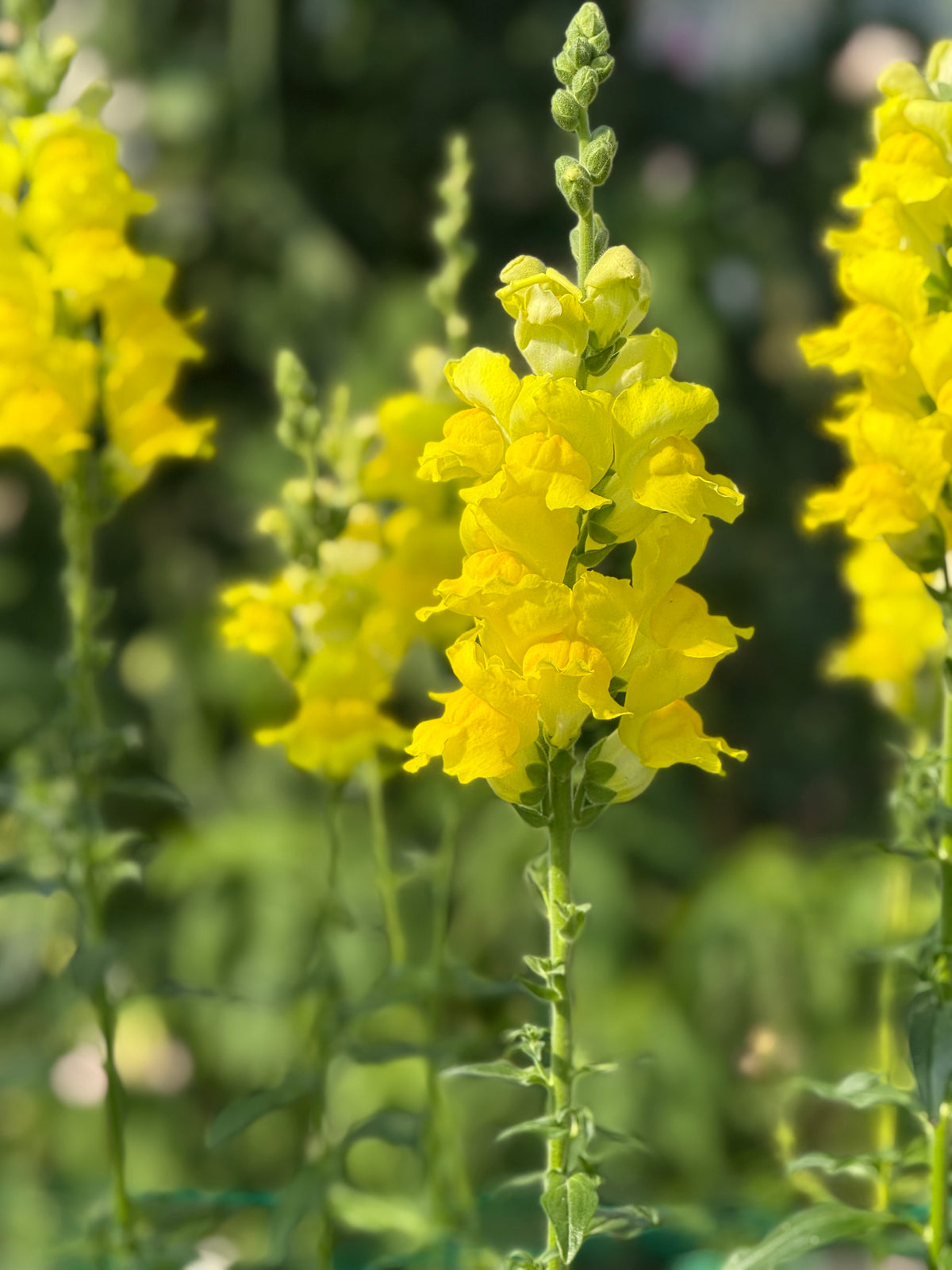 Antirrhinum majus Legend™ Yellow F1 | Group 1 | Snapdragon