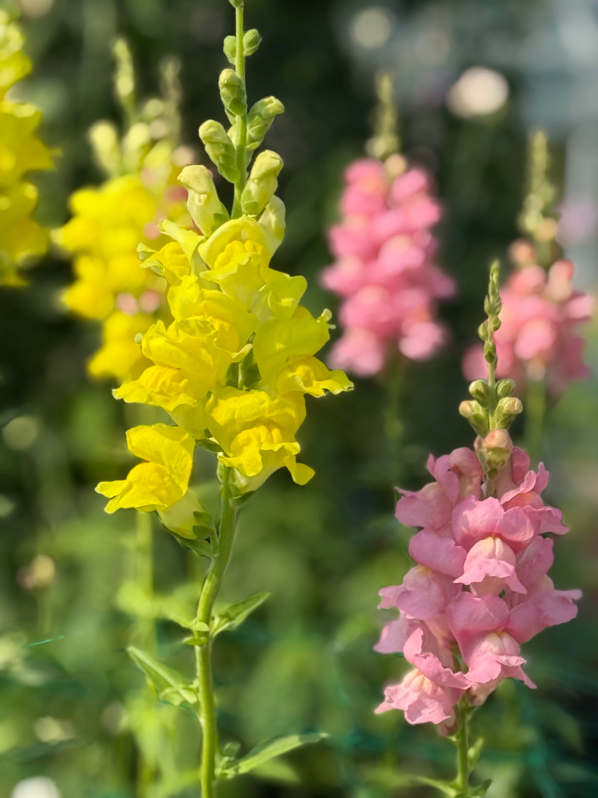 Antirrhinum majus Legend™ Yellow F1 | Group 1 | Snapdragon