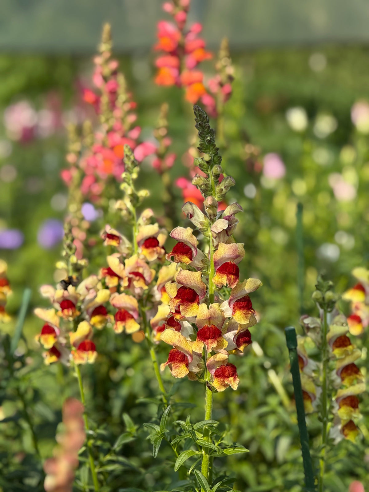 Snapdragon Avignon Bicolor Yellow F1 | Group 2 | Antirrhinum majus