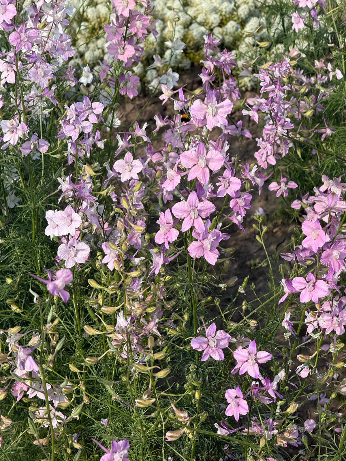 Delphinium consolida Fancy Belladonna | Larkspur