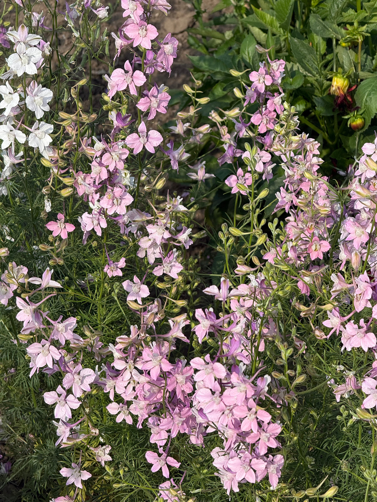 Delphinium consolida Fancy Belladonna | Larkspur