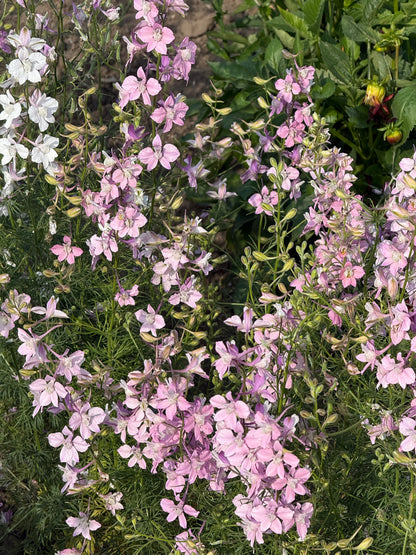 Delphinium consolida Fancy Belladonna | Larkspur