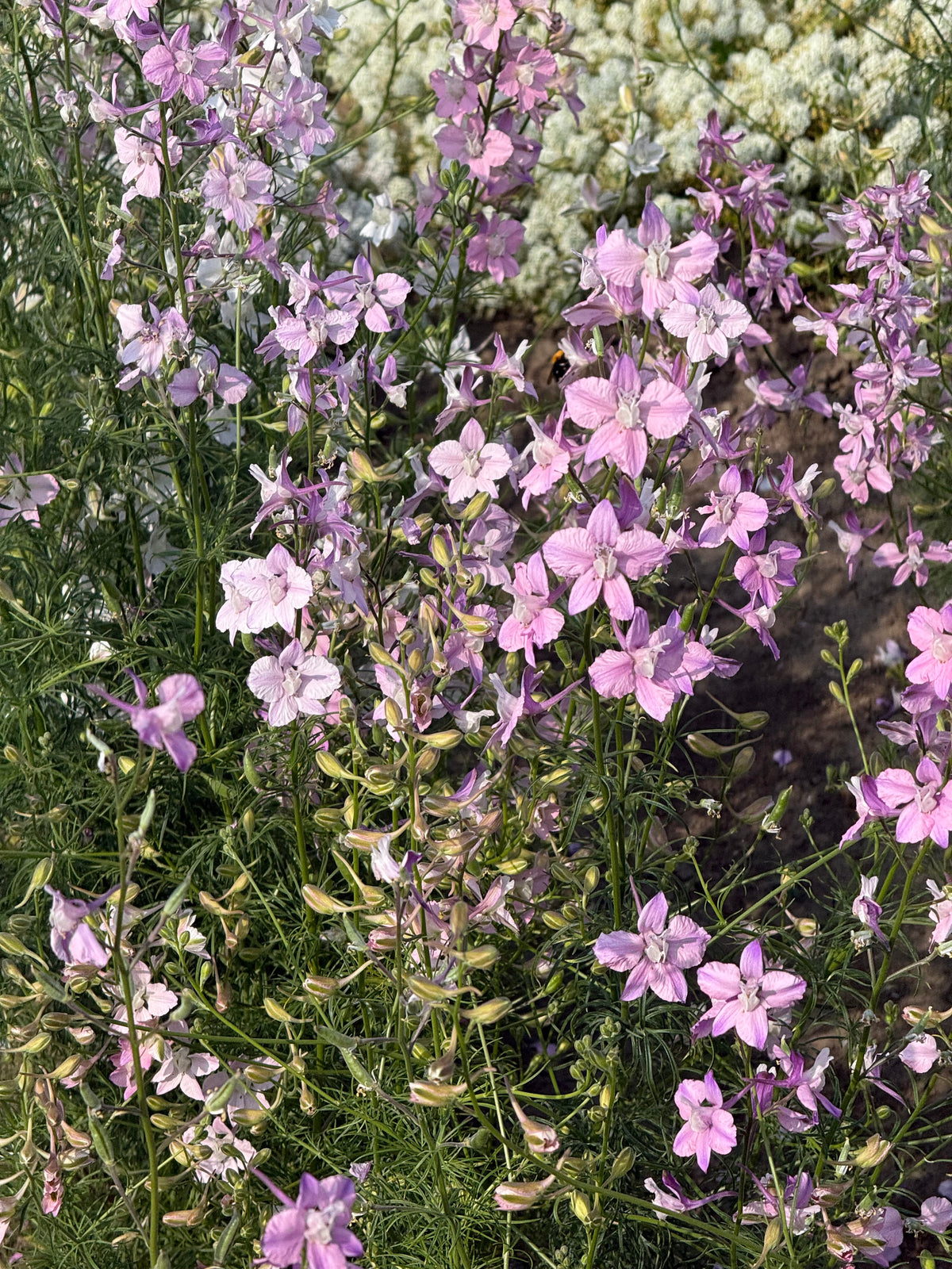 Delphinium consolida Fancy Belladonna | Larkspur