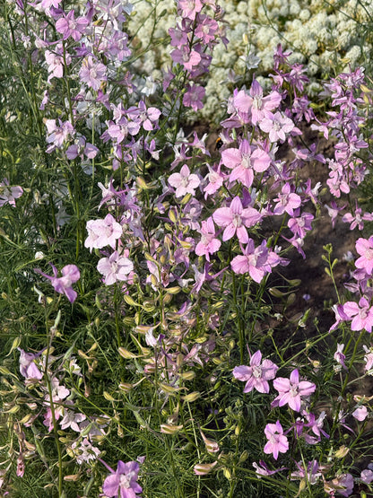 Delphinium consolida Fancy Belladonna | Larkspur