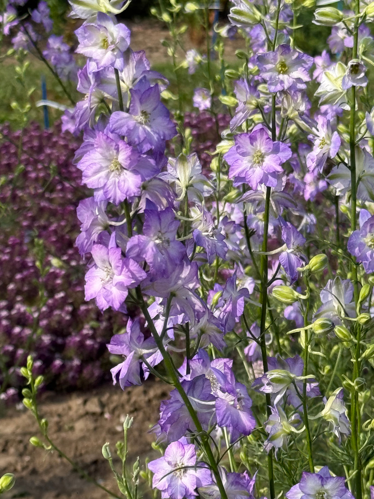 Delphinium consolida Fancy Purple Picotee | Larkspur