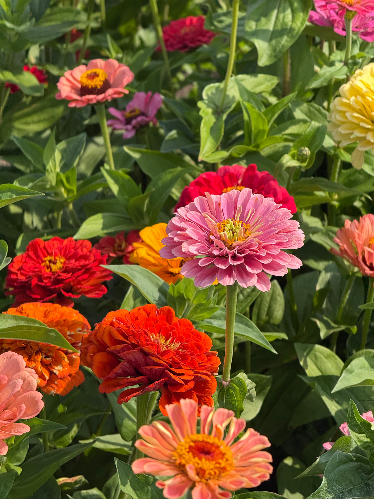 Zinnia elegans Fieldgrown Mix | Dahlia-flowered Zinnia