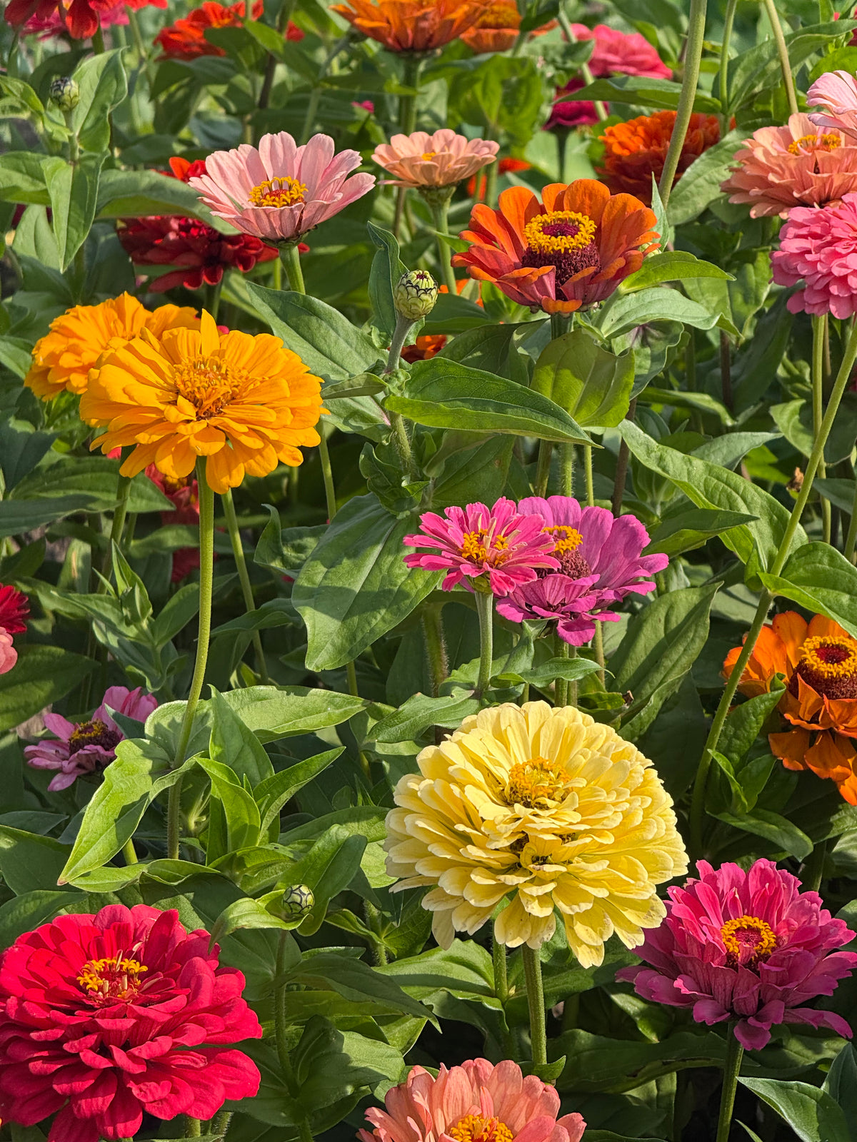 Zinnia elegans Fieldgrown Mix | Dahlia-flowered Zinnia