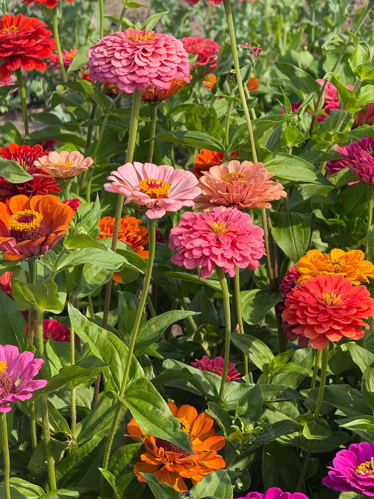Zinnia elegans Fieldgrown Mix | Dahlia-flowered Zinnia