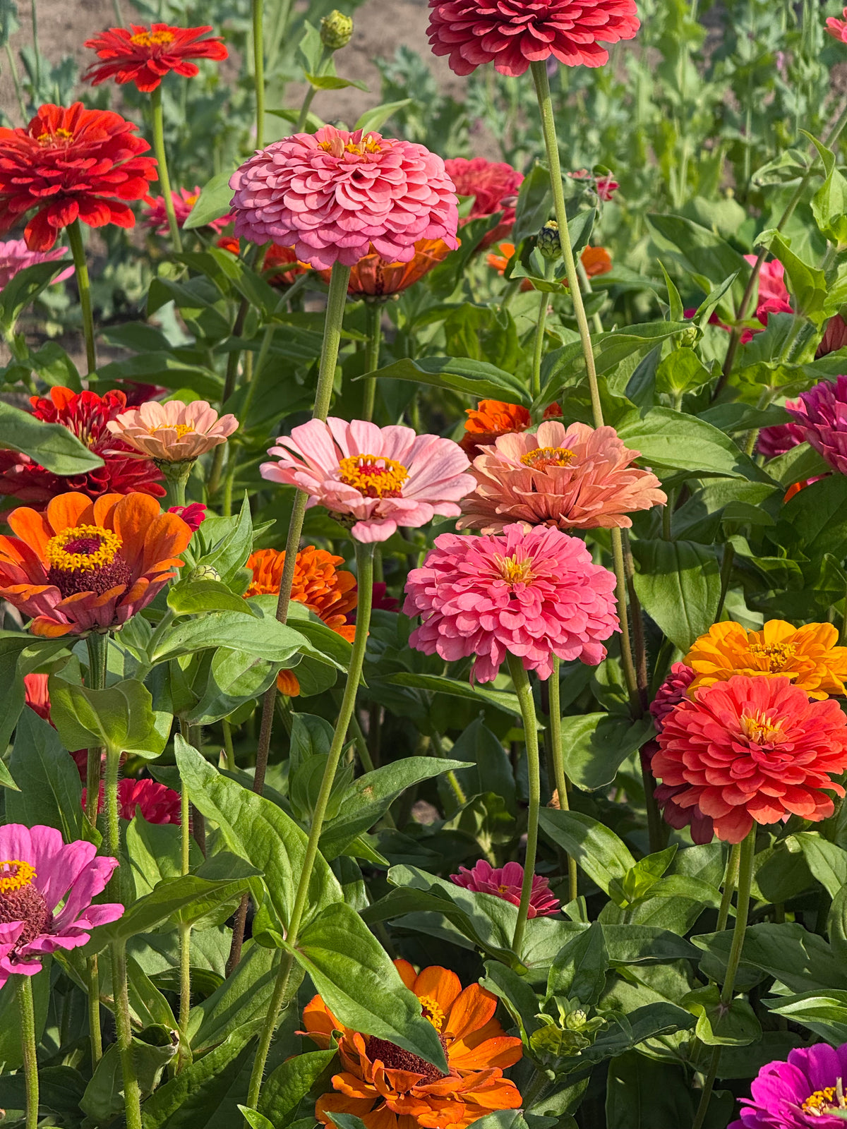 Zinnia elegans Fieldgrown Mix | Dahlia-flowered Zinnia