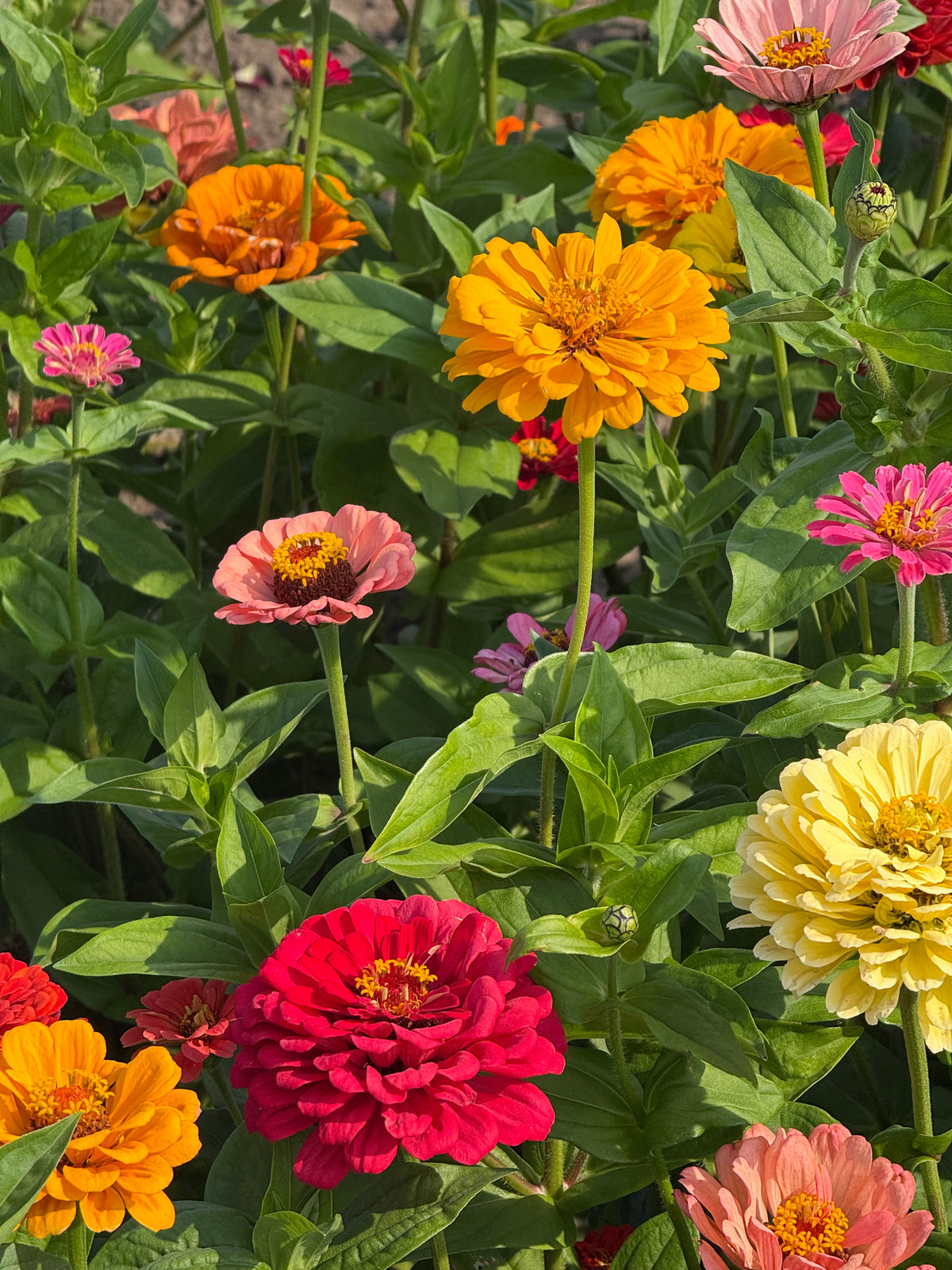 Zinnia elegans Fieldgrown Mix | Dahlia-flowered Zinnia