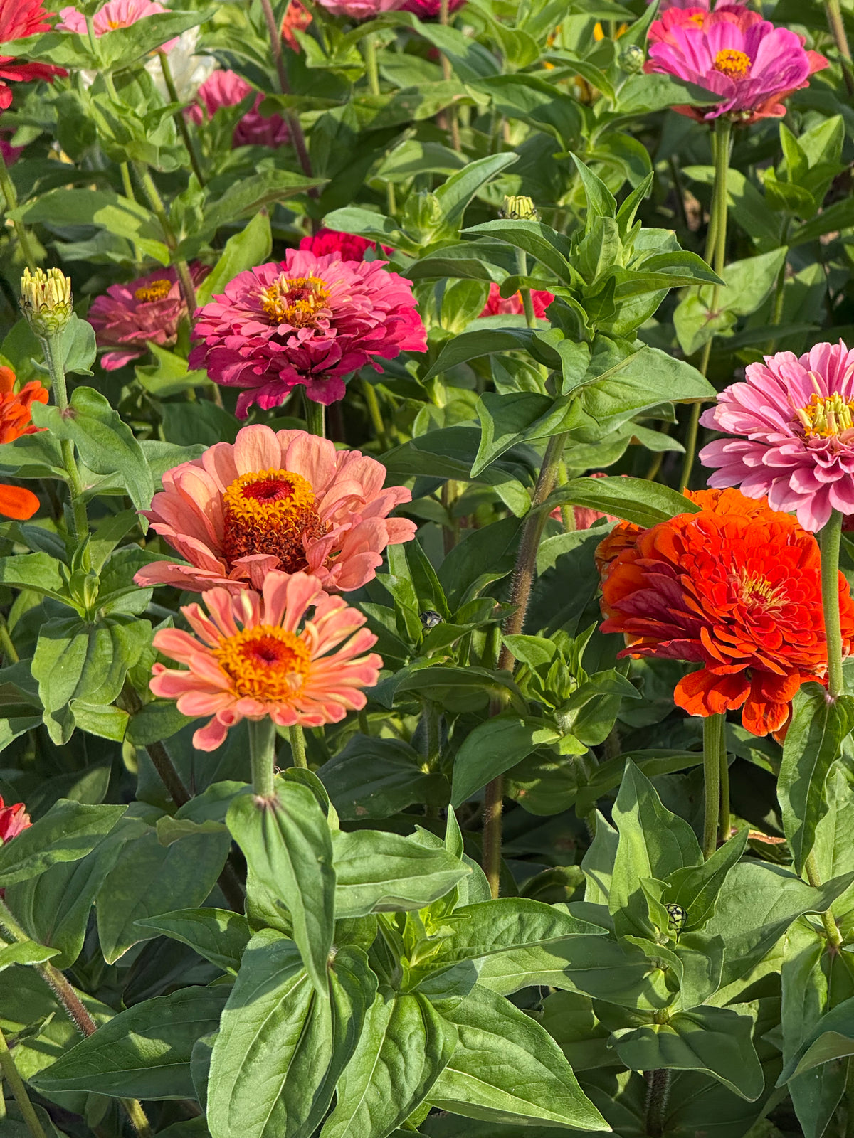 Zinnia elegans Fieldgrown Mix | Dahlia-flowered Zinnia