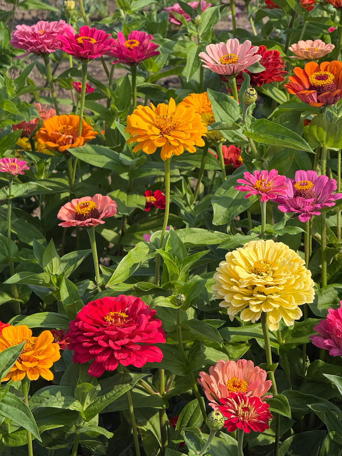 Zinnia elegans Fieldgrown Mix | Dahlia-flowered Zinnia