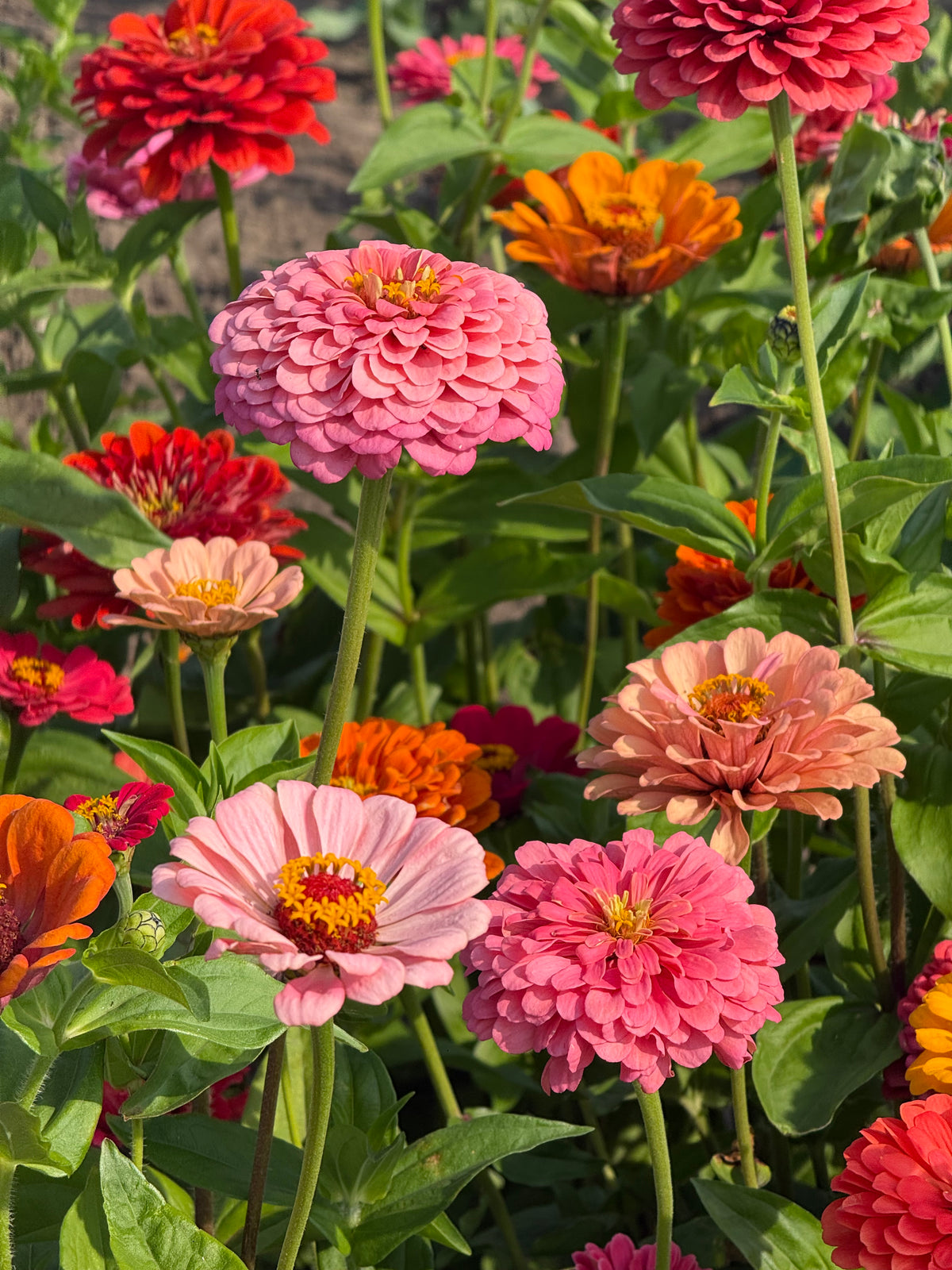 Zinnia elegans Fieldgrown Mix | Dahlia-flowered Zinnia