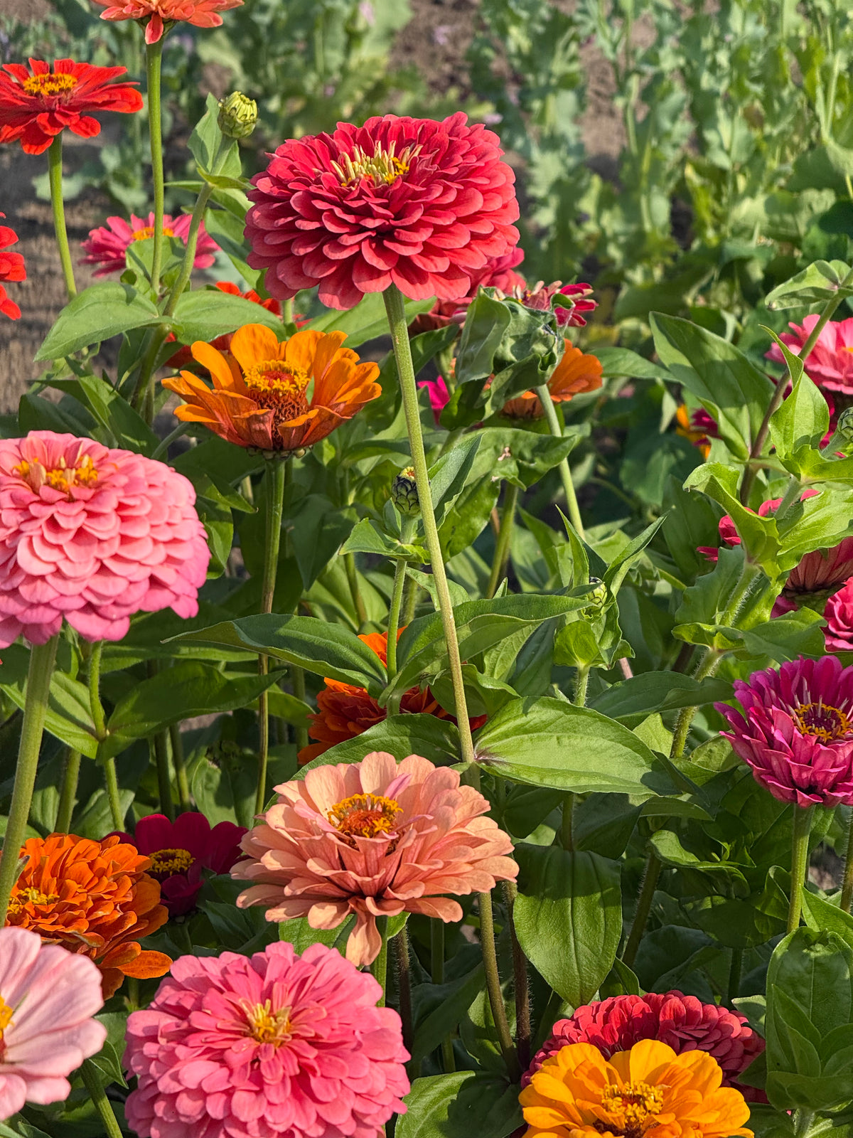 Zinnia elegans Fieldgrown Mix | Dahlia-flowered Zinnia