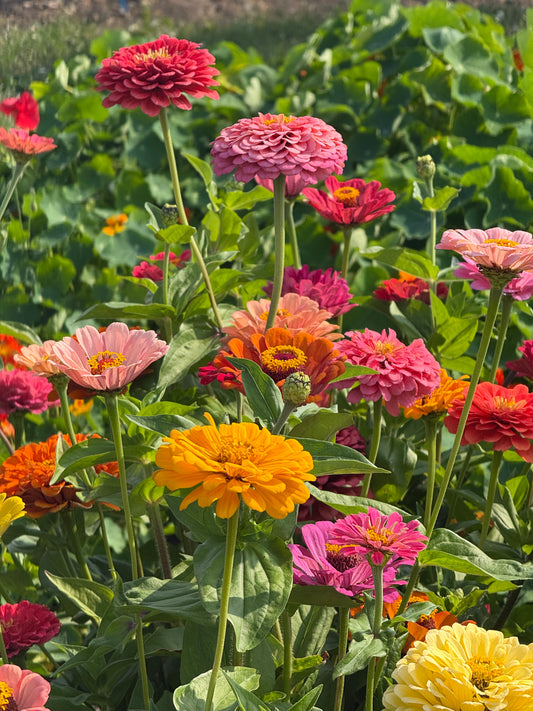 Zinnie Takii Fieldgrown Mix | Zinnia elegans | Dahlienblütige Zinnie