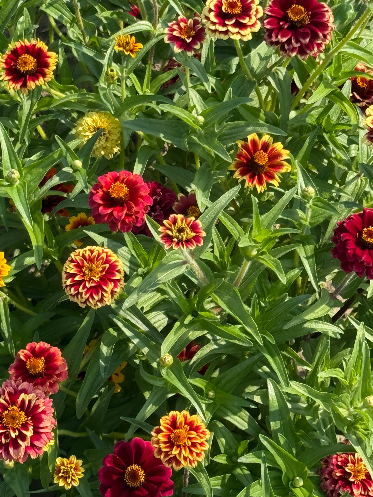 Mexikanische Zinnie Jazzy Mix | Zinnia haageana