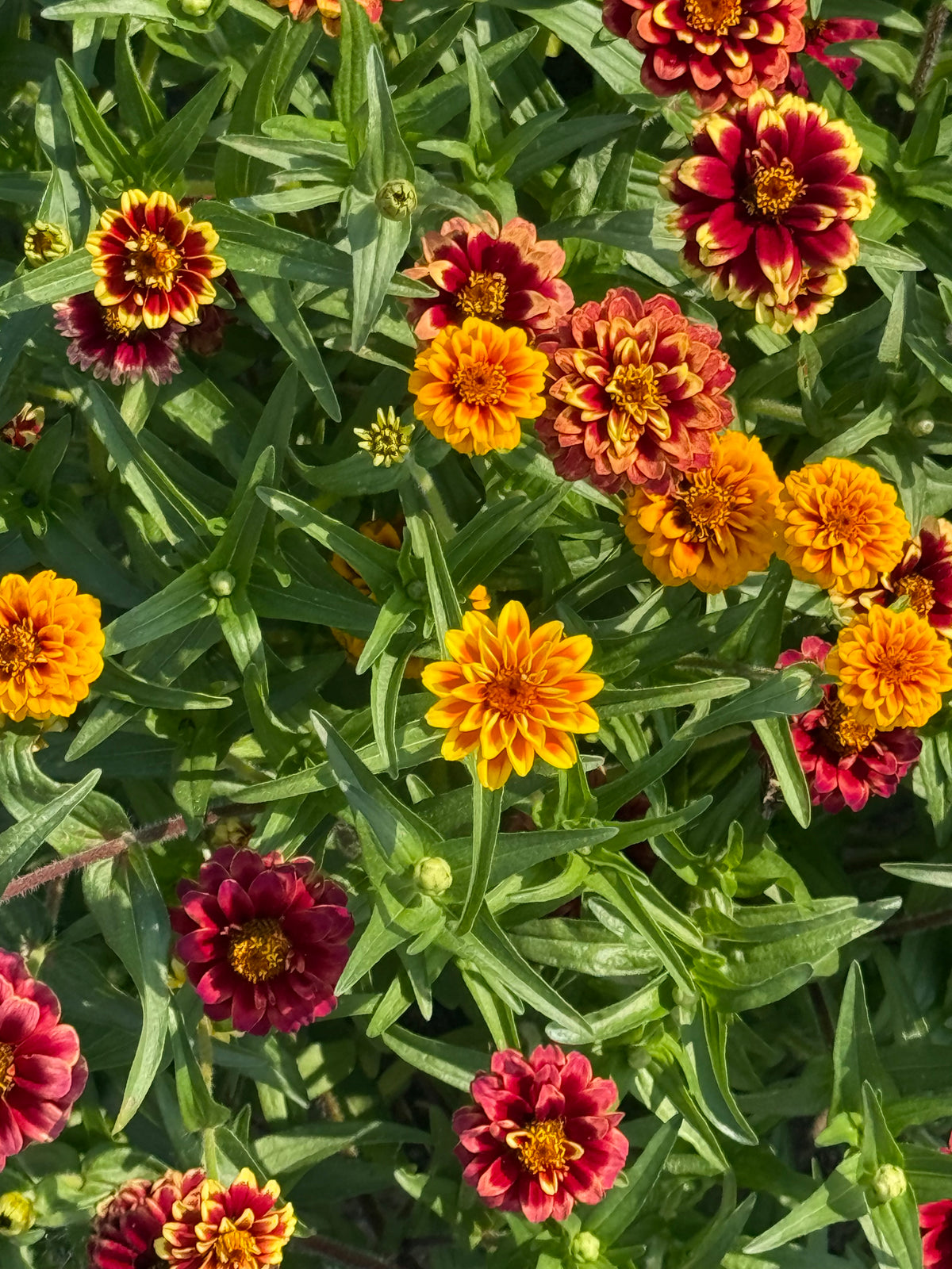 Mexikanische Zinnie Jazzy Mix | Zinnia haageana