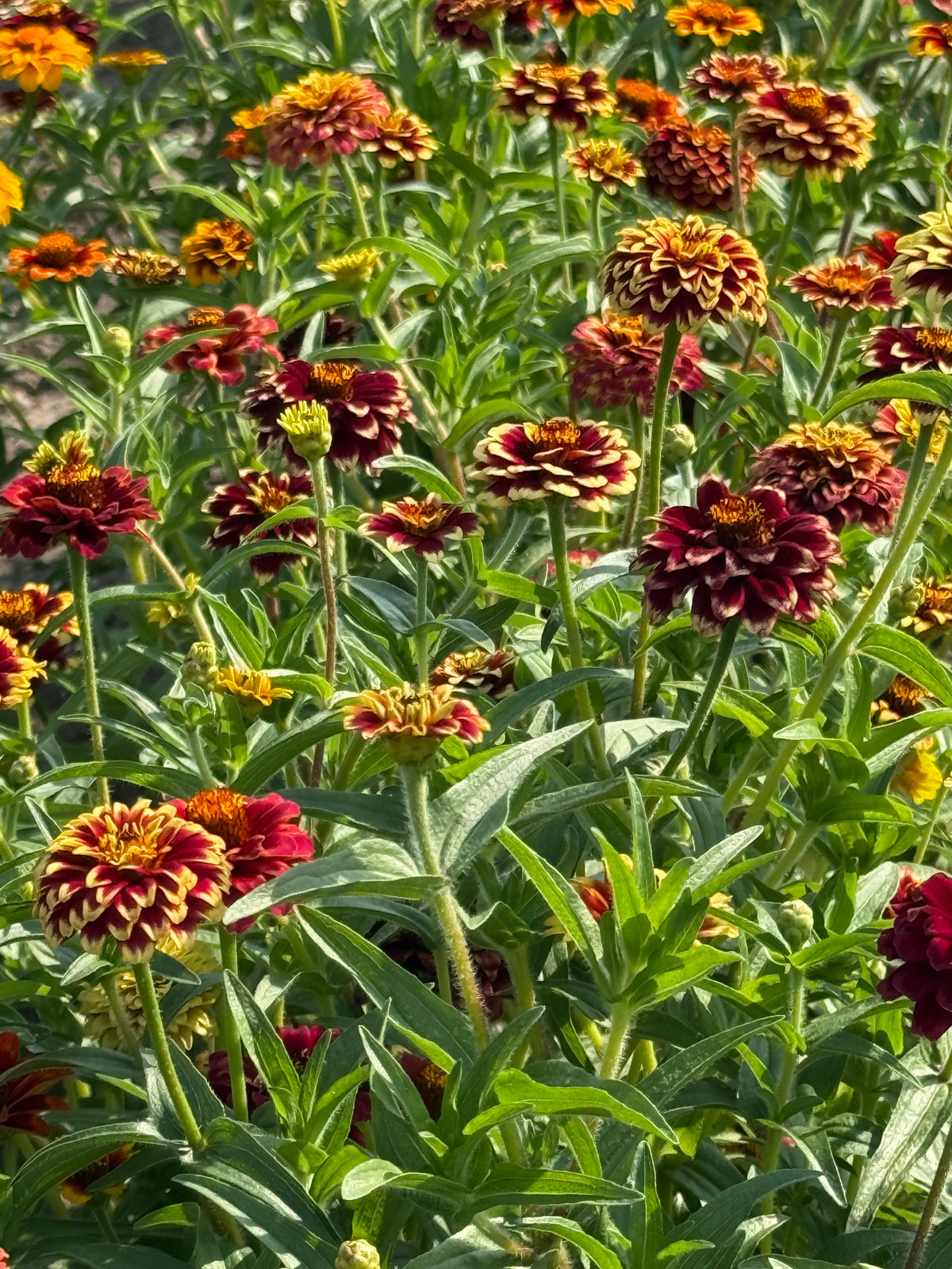 Mexikanische Zinnie Jazzy Mix | Zinnia haageana