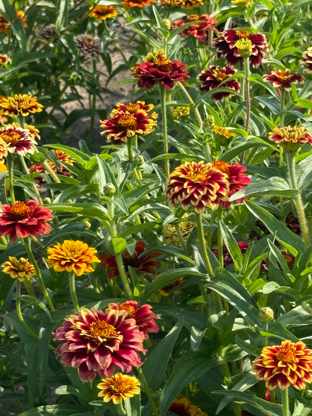 Mexikanische Zinnie Jazzy Mix | Zinnia haageana